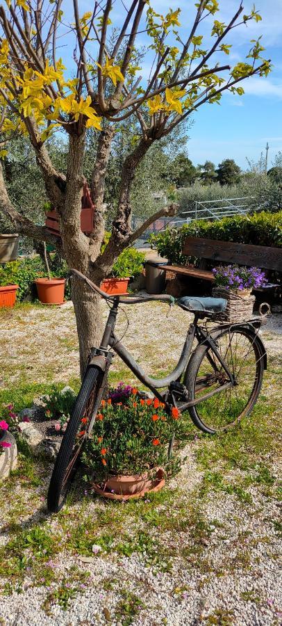Antico Trullo Immerso Nella Campagna Alberobello Ngoại thất bức ảnh